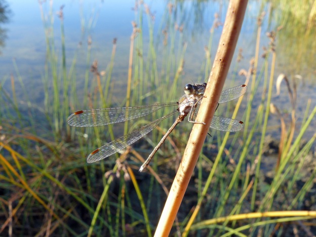 Libellula autunnale... - Lestes virens