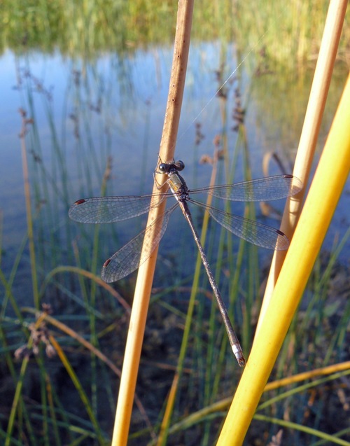 Libellula autunnale... - Lestes virens