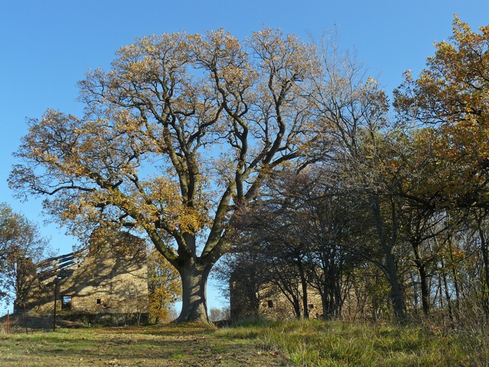 Quercia dei 100 rami