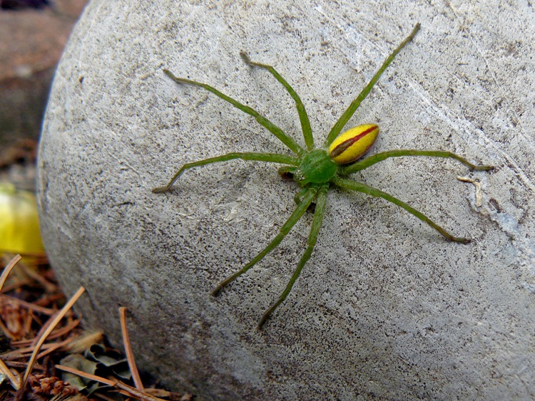 Micrommata virescens