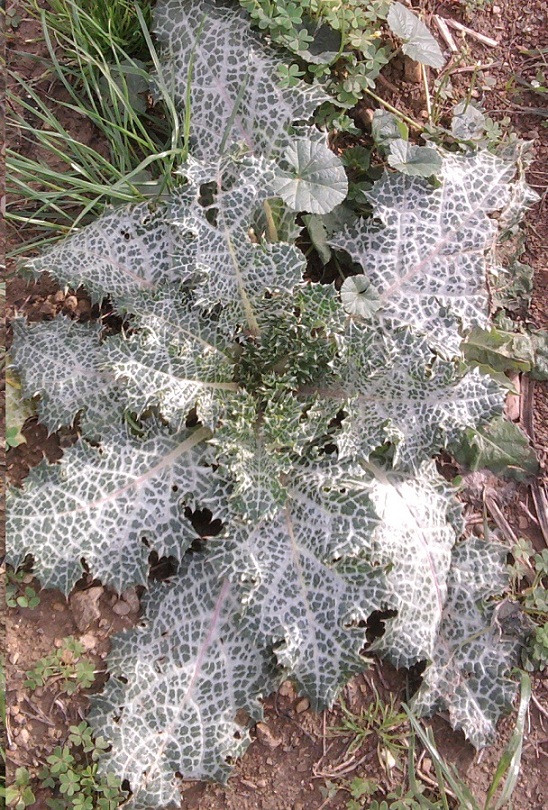 Silybum marianum