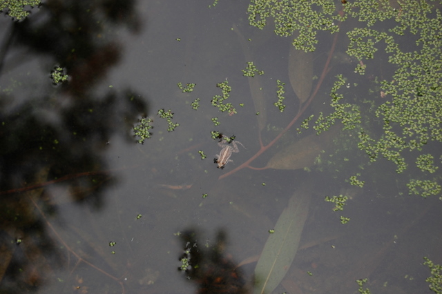 Cosa vi sembrano? Bufo siculus, Discoglossus pictus