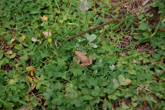 Cosa vi sembrano? Bufo siculus, Discoglossus pictus