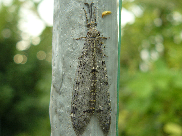 Distoleon tetragrammicus