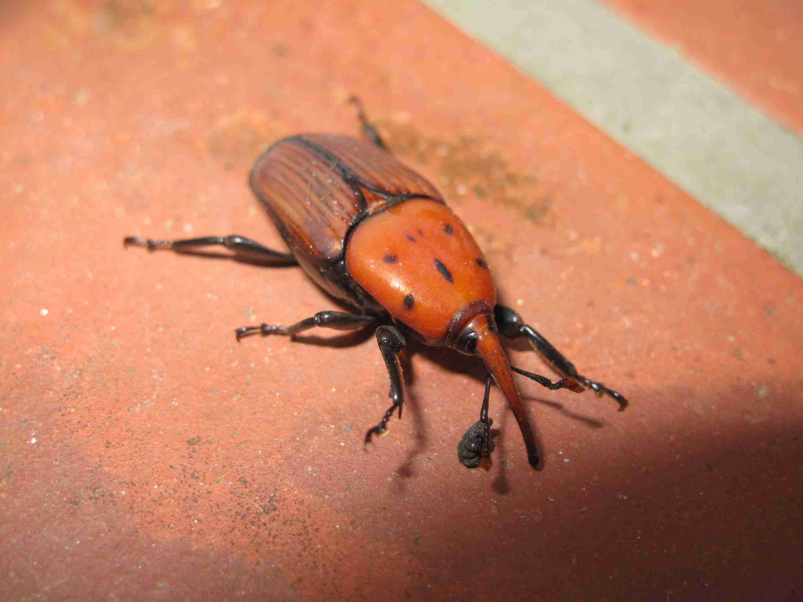 Rhynchophorus ferrugineus