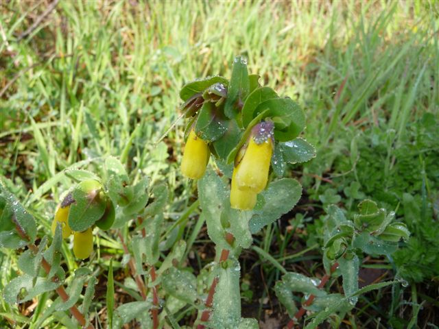 Piante con fiori da Pico (FR)