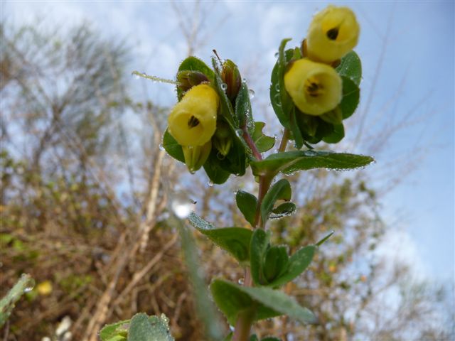 Piante con fiori da Pico (FR)