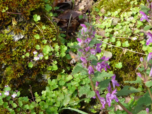Piante con fiori da Pico (FR)
