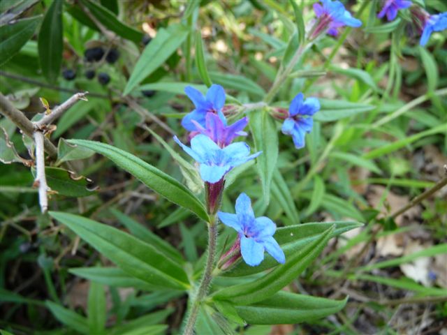 Piante con fiori da Pico (FR)