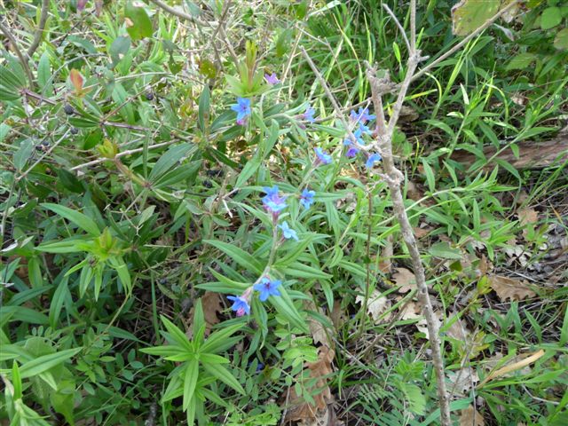 Piante con fiori da Pico (FR)
