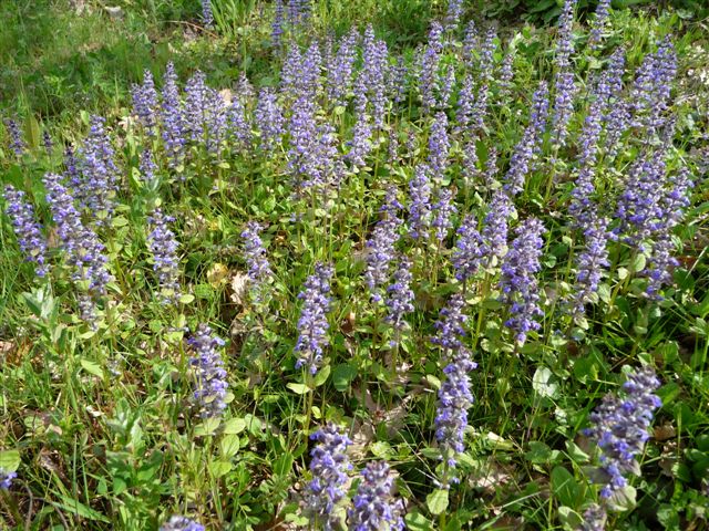 Piante con fiori da Pico (FR)