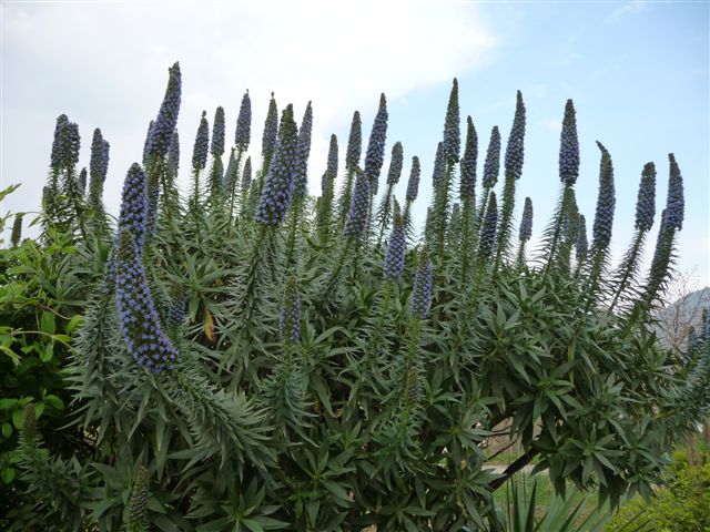 Piante con fiori da Pico (FR)