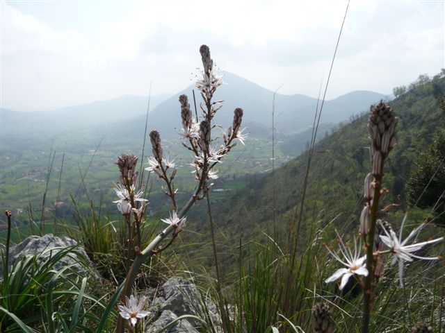 Piante con fiori da Pico (FR)