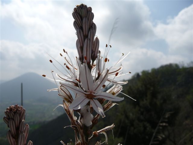 Piante con fiori da Pico (FR)