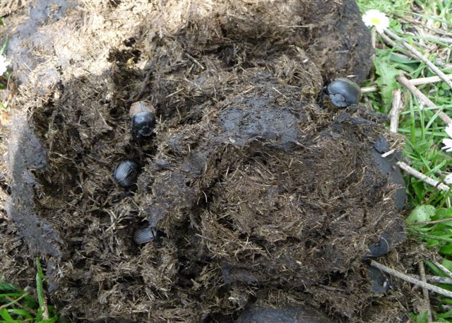 Scarabaeus laticollis (Scarabaeidae)