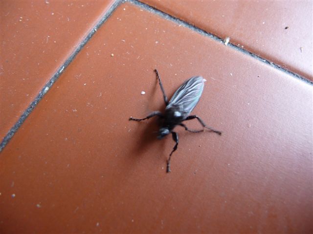 Femmina di Bibio Marci???
