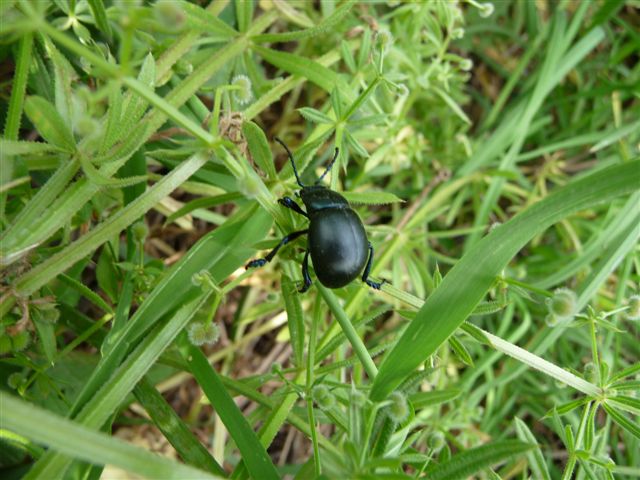 Timarcha nicaeensis e T. pratensis!!