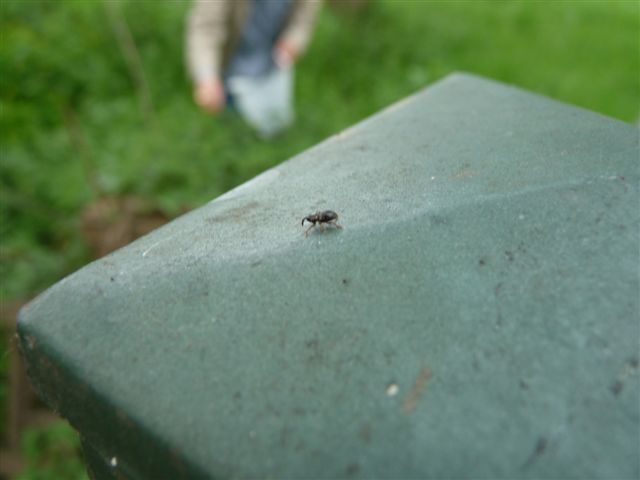 Identificazione Curculionidae (Pachytychius)