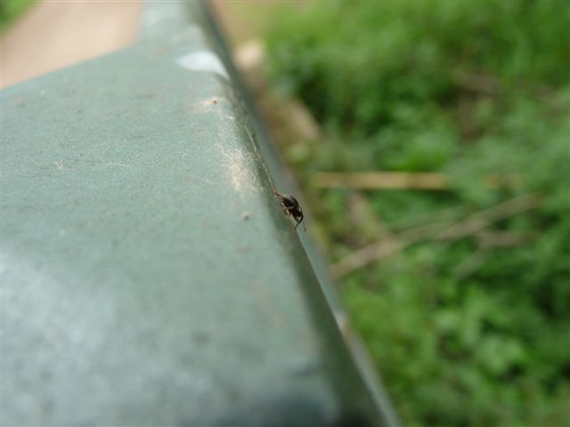 Identificazione Curculionidae (Pachytychius)