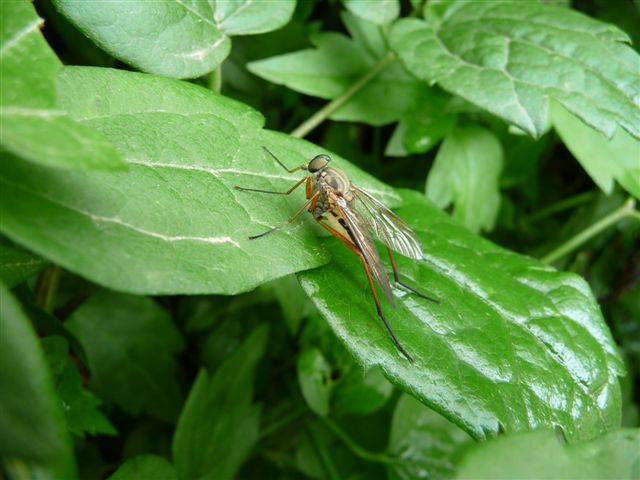 Rhagio cf. tringarius M (Rhagionidae)