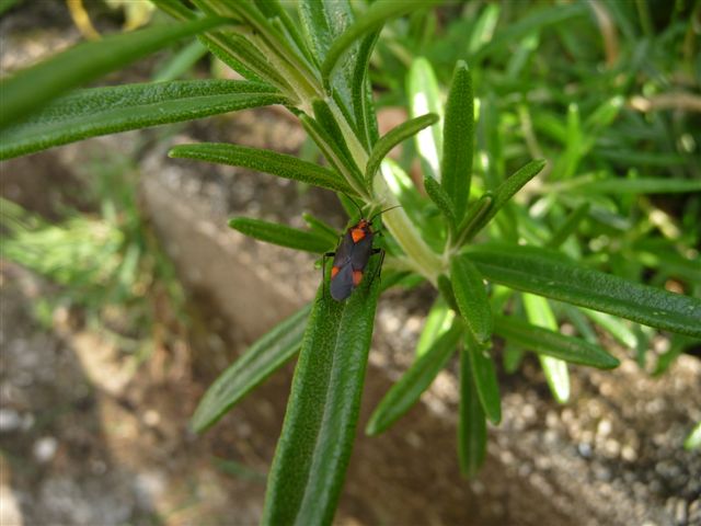Miridae: Capsodes mat del Lazio (FR)