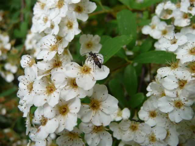 Brachypteroma ottomanum