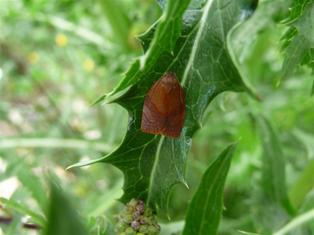 identificazione - Tortricidae