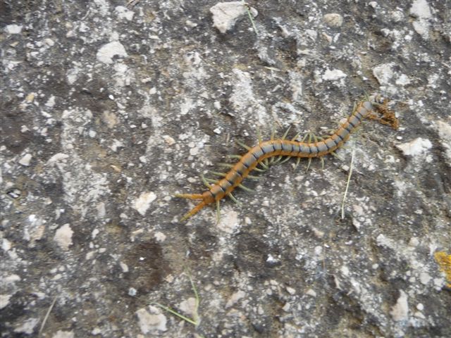 Scolopendra cingulata