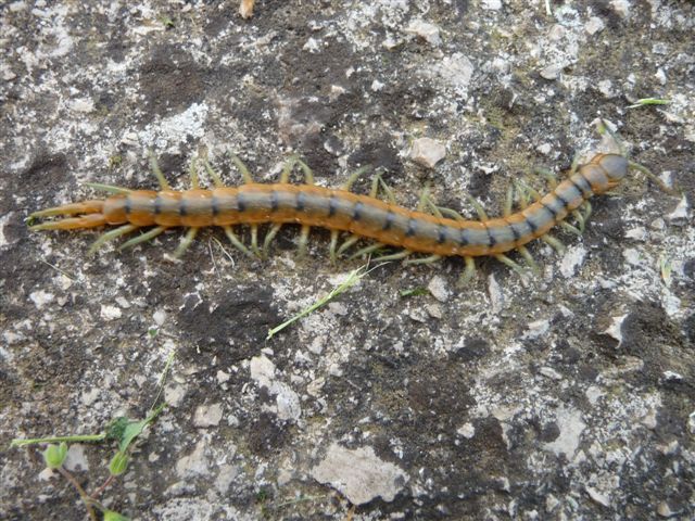 Scolopendra cingulata