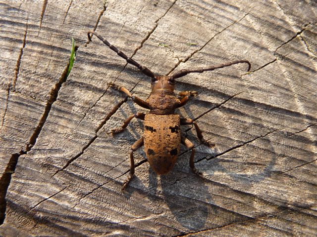 Maschio di Herophila tristis