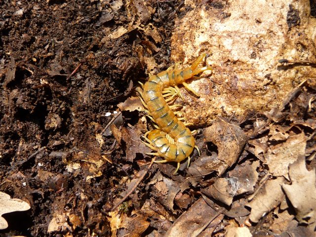 Scolopendra cingulata