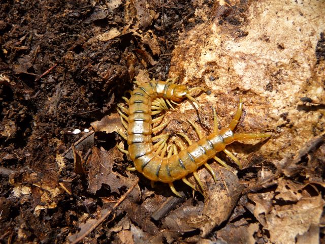 Scolopendra cingulata