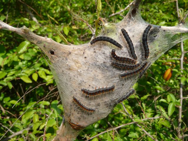 Bruchi e nido di Eriogaster lanestris?