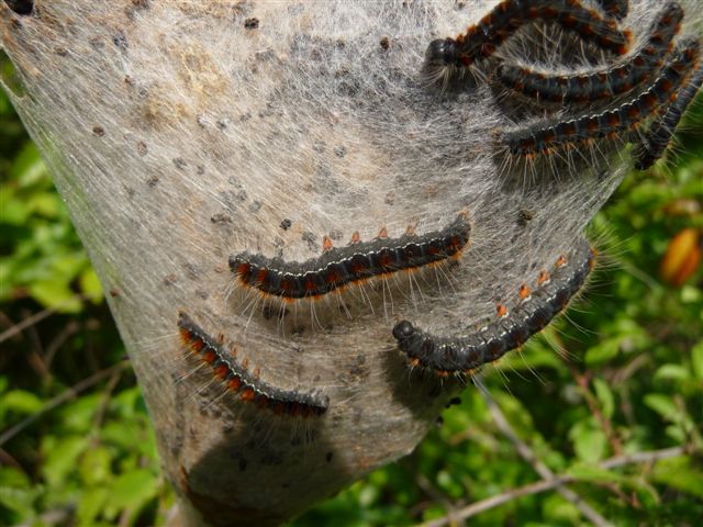 Bruchi e nido di Eriogaster lanestris?