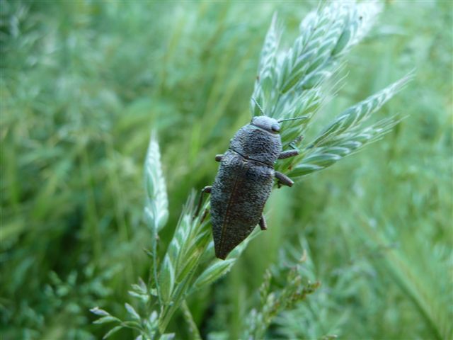 Buprestidae: cfr. Dicerca sp.