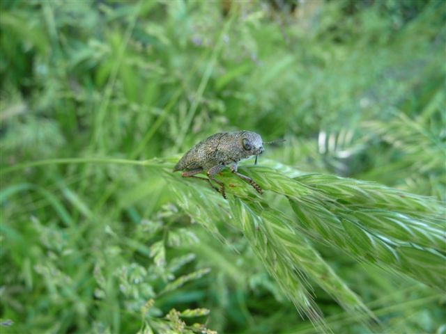 Buprestidae: cfr. Dicerca sp.