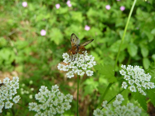 Ectophasia sp. (Tachinidae).