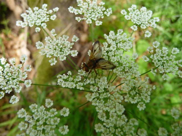 Ectophasia sp. (Tachinidae).