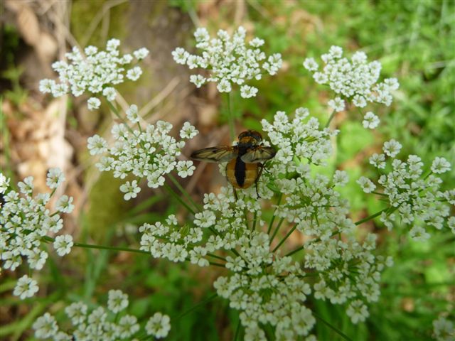 Ectophasia sp. (Tachinidae).