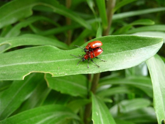 Coppia di Lilioceris lilii