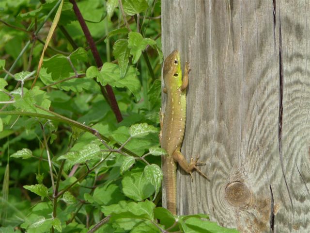 Lacerta bilineata