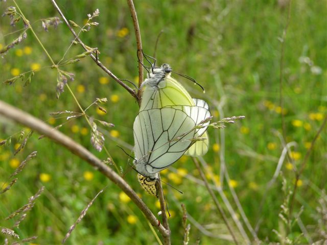 Coppia di Aporia crataegi