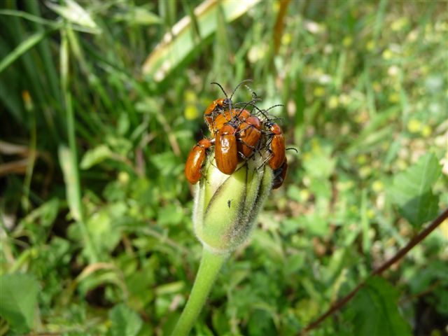 Exosoma lusitanicum