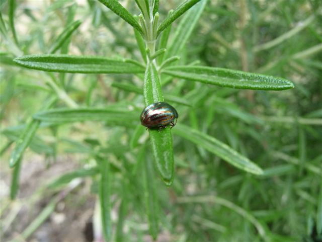 identificazione Chrysomelidae: Chrysolina americana