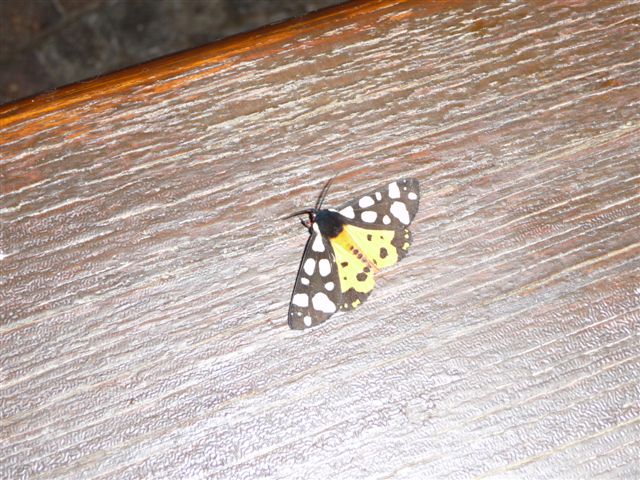 Arctia villica (maschio)