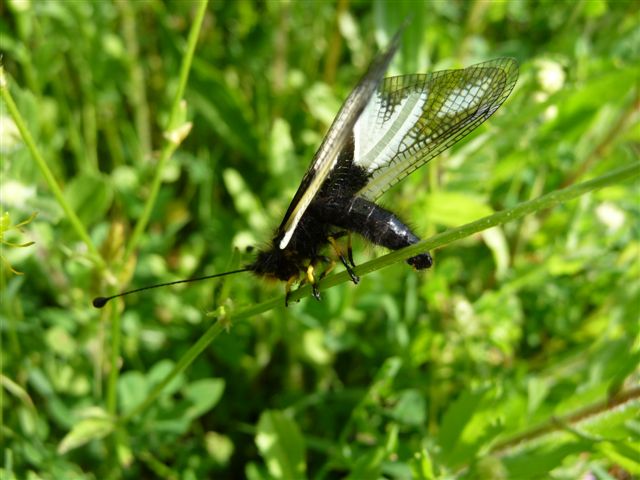 Libelloides coccajus femmina