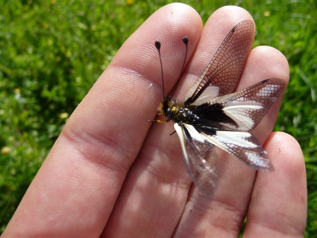 Libelloides coccajus femmina