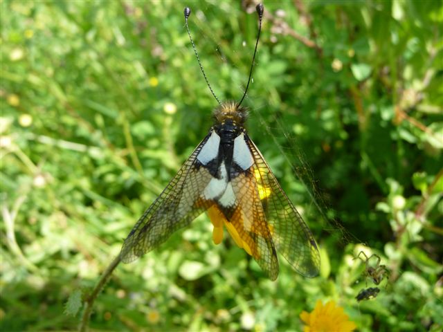 Libelloides coccajus femmina