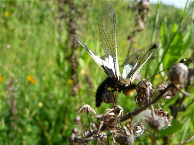 Libelloides coccajus femmina