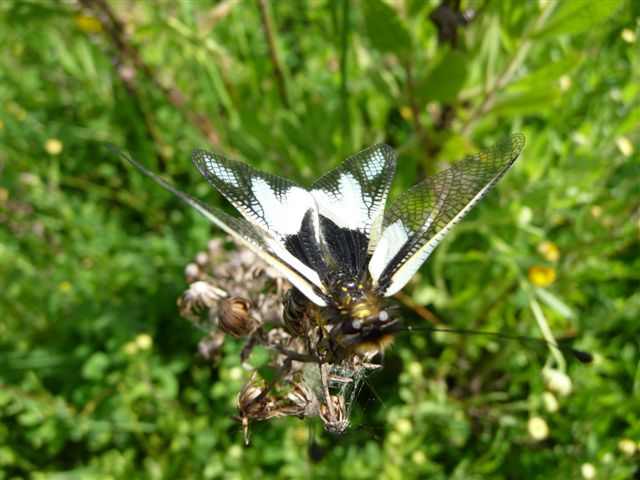 Libelloides coccajus femmina